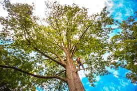  Red Bank, SC Tree Care Pros