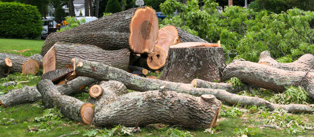 Red Bank, SC Tree Care Company